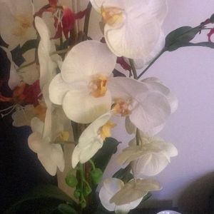 Meet your Posher, Nazha